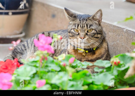 Grigio tabby cat con il collare e la campana situata in strada sui gradini del portico vicino alla casa Foto Stock