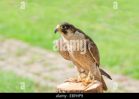 Addestrati e addomesticati per cacciare il più veloce raptor bird hawk o falcon seduto sul moncone con libero copyspace posto Foto Stock