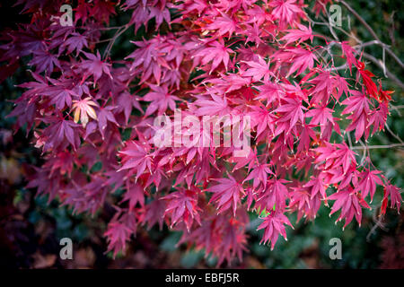 Rosso giapponese acero Foglie di autunno Foto Stock