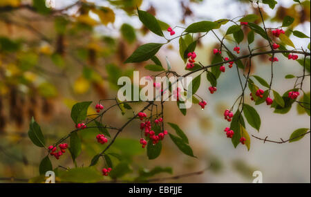 Bacche mature di corniolo in autunno park Foto Stock