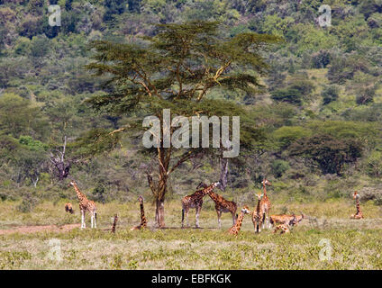 La Rothschild giraffe rilassante in Lake Nakuru, Kenya Foto Stock