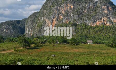 Un edificio rurale nelle zone rurali Vinales regione western Cuba Foto Stock