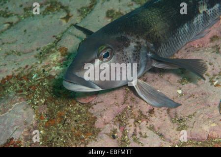 Blue cod, fiordland, NZ Foto Stock