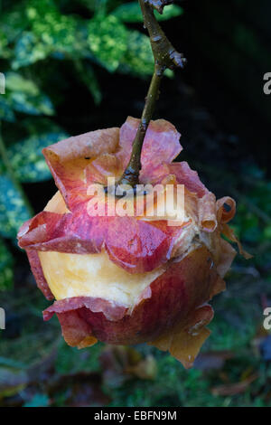 Studio di un unico Apple come non decade e marcisce in autunno Foto Stock