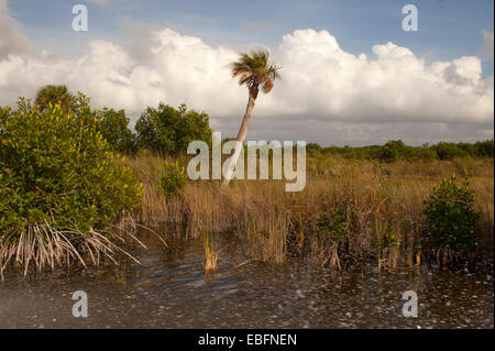 Sawgrass in Everglades durante un'airboat tour vicino alla città di Everglades sul sentiero Tamiami per voli in Florida del Sud. Foto Stock