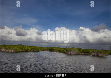 Mangrovie in Everglades durante un'airboat tour vicino alla città di Everglades sul sentiero Tamiami per voli in Florida del Sud. Foto Stock