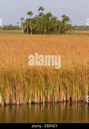 Wooten's Everglades airboat tours vicino a Everglades City sul sentiero Tamiami per voli in Florida del Sud. Foto Stock