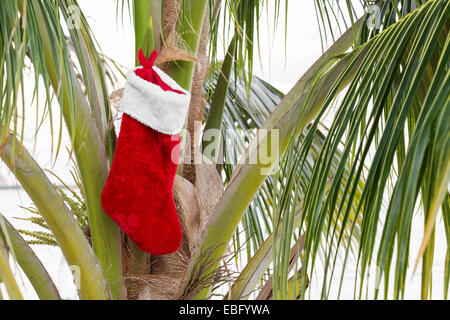 Calza di Natale in coconut Palm tree. Concetto di vacanza Foto Stock