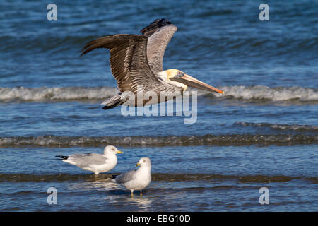 Pellicano marrone (Pelecanus occidentalis) battenti lungo la costa dell'oceano, Galveston, Texas, Stati Uniti d'America. Foto Stock