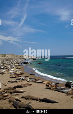 Piedras Blancas settentrionale guarnizione di elefante rookery, Pacific Coast Highway, nei pressi di San Simeone, Central Coast, CALIFORNIA, STATI UNITI D'AMERICA Foto Stock