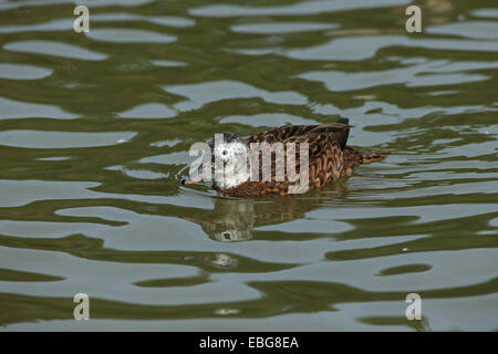 Laysan (d'anatra Anas laysanensis) Foto Stock