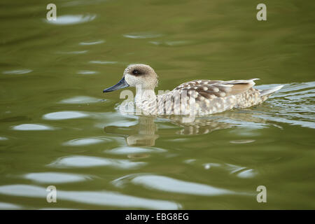 Anatra in marmo (marmaronetta angustirostris) Foto Stock