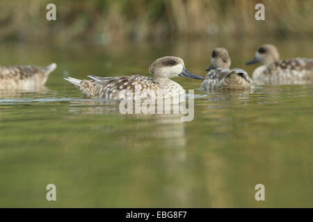 Anatra in marmo (marmaronetta angustirostris) Foto Stock