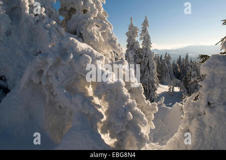 Trasformata per forte gradiente di spessore di brina accumulata è in abete. Le gamme della montagna sono in background. Foto Stock