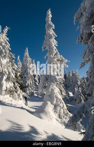 Trasformata per forte gradiente di spessore di brina accumulata è in abete. Inverno foresta è situato contro il cielo blu sullo sfondo. Foto Stock