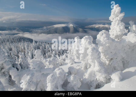 Trasformata per forte gradiente di spessore di brina accumulata è in abete. Foto Stock