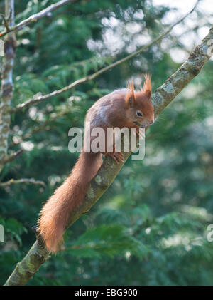 Scoiattolo rosso: Sciurus vulgaris. Captive. Foto Stock