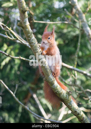 Scoiattolo rosso: Sciurus vulgaris. Captive. Foto Stock