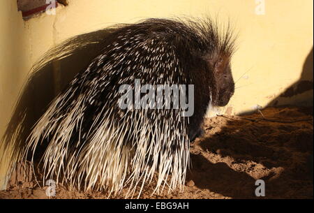 Captive indiano maschio istrice (Hystrix indica) presso lo zoo Emmen Foto Stock