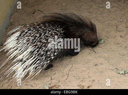 Captive indiano maschio istrice (Hystrix indica) presso lo zoo Emmen Foto Stock