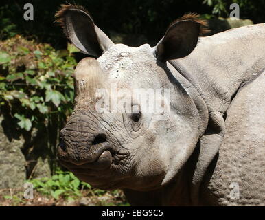 Maggiore di un corno di rinoceronte indiano ( Rhinoceros unicornis), close-up di testa Foto Stock