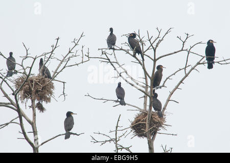 Colonia di grande cormorani neri (Phalacrocorax carbo), Juodkrantė, Curonian Spit, Klaipėda County, Lituania Foto Stock