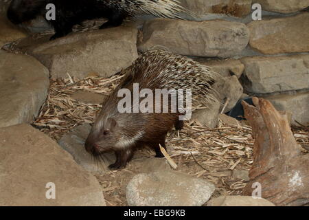 Indian istrice (Hystrix indica) Foto Stock