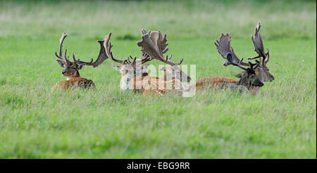 Daini (Dama Dama), allevamento di bucks sdraiati su un prato, captive, Baviera, Germania Foto Stock