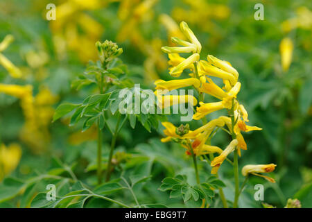 Giallo (Corydalis Corydalis lutea, Pseudofumaria lutea), a fiori e foglie nativo per il Sud delle Alpi Foto Stock