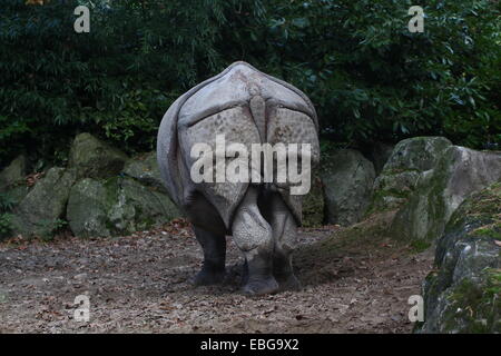 Maggiore di un corno di rinoceronte indiano ( Rhinoceros unicornis) pascolo, visto dal retro Foto Stock