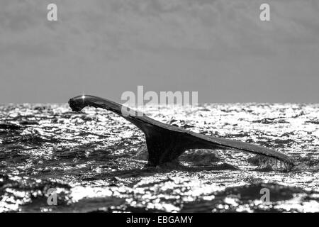 Humpback Whale (Megaptera novaeangliae), Fluke, Silverbanks, Repubblica Dominicana Foto Stock