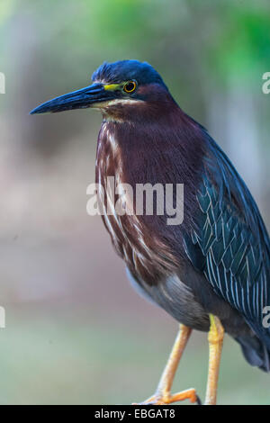 Il green heron (Butorides virescens) in Santo Domingo, isola Hispaniola Foto Stock