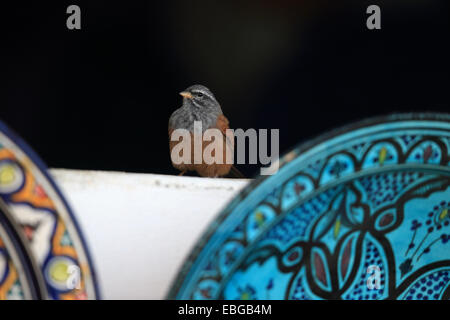 Casa Bunting (Emberiza sahari) Foto Stock