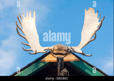 Bull moose (Alces alces) palchi, Pioneer Park , Fairbanks Alaska Foto Stock