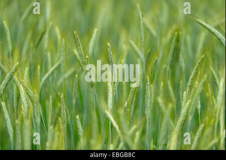 Grainfield con orecchie immaturi di segala (Secale cereale), Aschheim, Alta Baviera, Baviera, Germania Foto Stock