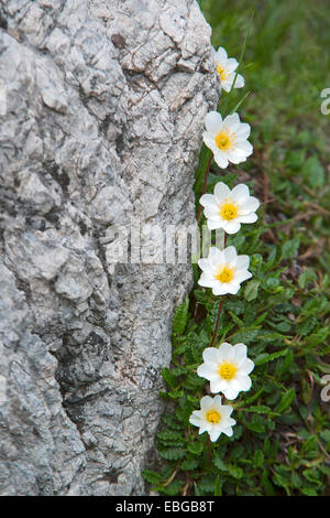 Mountain Avens e bianco (Dryas octopetala Dryas), Innsbruck, in Tirolo, Austria Foto Stock