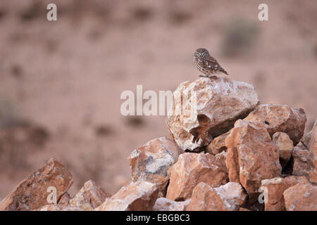 Deserto Civetta (Athene noctua glaux) Foto Stock