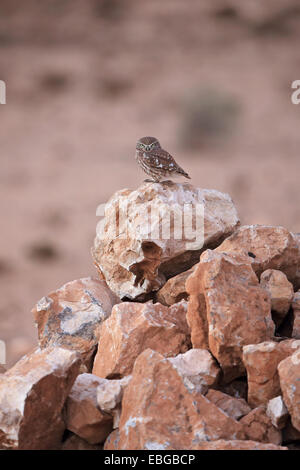 Deserto Civetta (Athene noctua glaux) Foto Stock