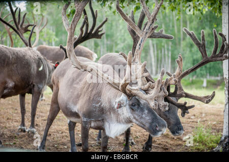 Allevamento di renne (Rangifer tarandus) Foto Stock