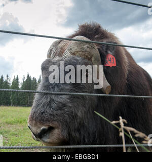 Ritratto di un maschio di muschio ox (Ovibos moschatus) Foto Stock