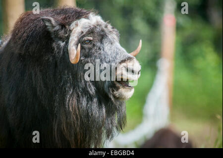 Musk ox (Ovibos moschatus) in piedi in un campo in Alaska. Foto Stock