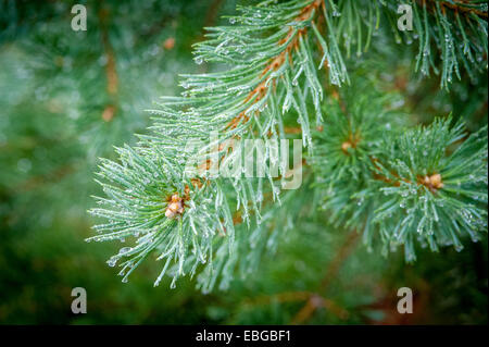 Coni di Pino (Pinus) che cresce su un ramo Foto Stock