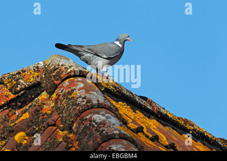 Il colombaccio o Culver appollaiato su un tetto (Columba palumbus), Schleswig-Holstein, Germania Foto Stock