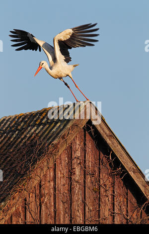 Cicogna bianca (Ciconia ciconia) prendendo il largo da un tetto, nella luce della sera, Bergenhusen, Schleswig-Holstein, Germania Foto Stock