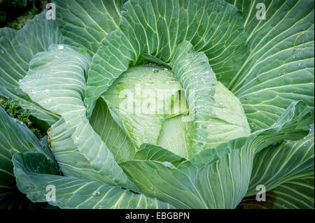 Cavolo (Brassica oleracea) coperto di rugiada shot dal di sopra Foto Stock