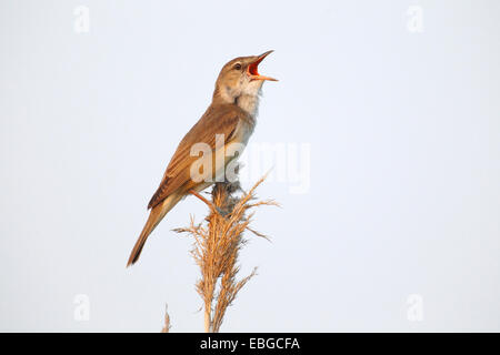 Trillo Reed (Acrocephalus arundinaceus), maschio cantando su un gambo reed, Illmitz, Burgenland, Austria Foto Stock