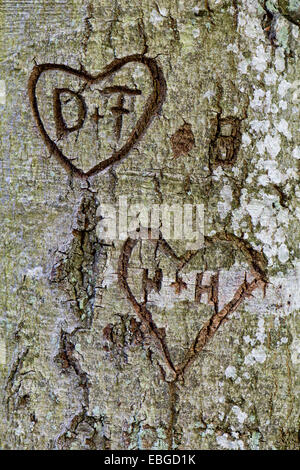 Cuori con le lettere D e F e H e H, scolpito in una corteccia di albero, Baviera, Germania Foto Stock