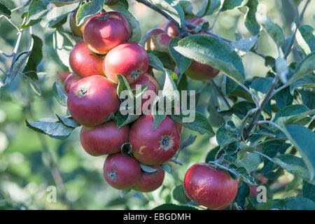 Grande grappolo di mele appeso sul ramo di albero Foto Stock