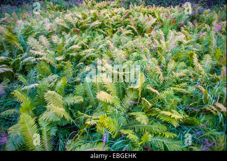 Felci (Pteridophyta) cresce in una foresta in Alaska Foto Stock