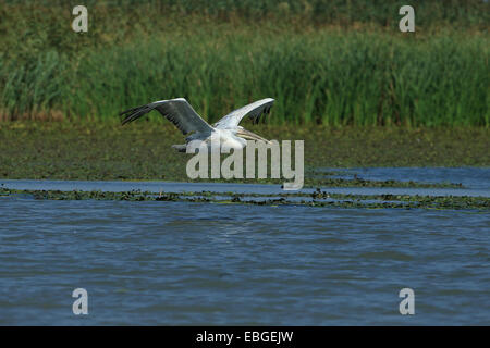 Pellicano dalmata (Pelecanus crispus) Foto Stock